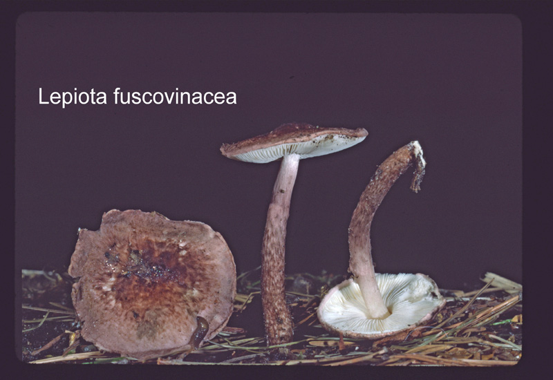 Lepiota fuscovinacea-amf2053.jpg - Lepiota fuscovinacea ; Nom français: Lépiote vineuse